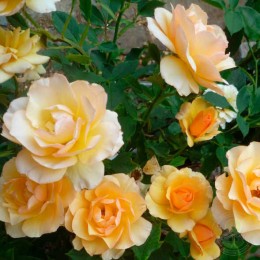 Роза Энн Харкнесс