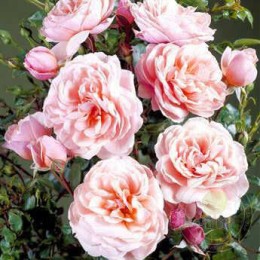 Роза Аладдин Пэлас