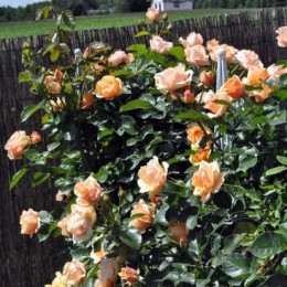 Роза Олимпик Палас