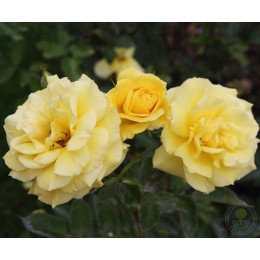 Роза Оллголд