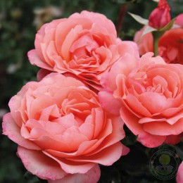 Роза Корал Лионс-Розе