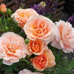 Роза Импала