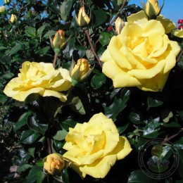 Роза О Соле Мио