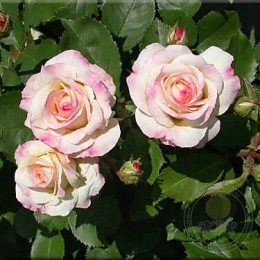 Роза Галакси