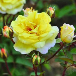 Роза Надя Зеруали