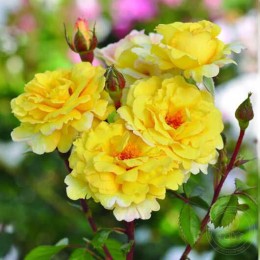 Роза Надя Зеруали