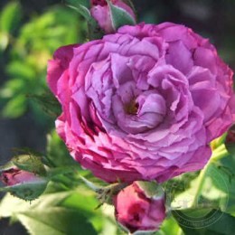 Роза Юфемия