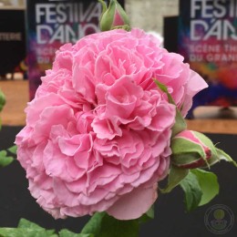 Роза Николя Бриансон