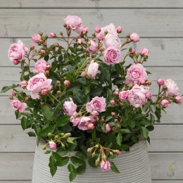 Роза Нотика