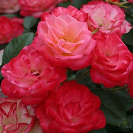 Роза Энджой