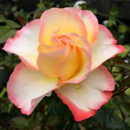 Роза Роз де Лурд