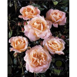 Роза Калмар Касл