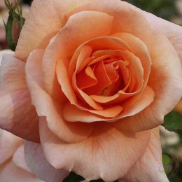 Роза Калмар Касл