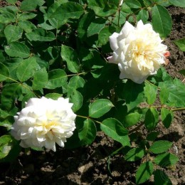 Роза Вайсе Грус ан Ахен