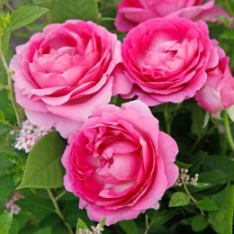 Роза Фройлен Мария