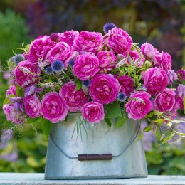 Роза Фройлен Мария