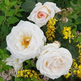 Роза Грэфин Эльке цу Ранцау