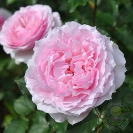 Роза Эвридика