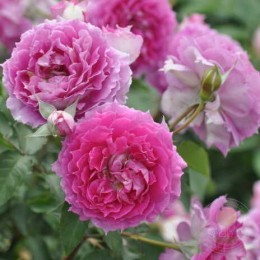 Роза Шахерезада