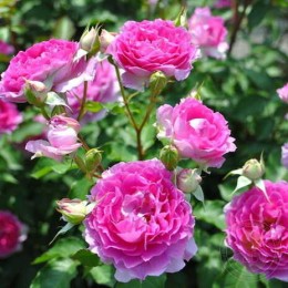 Роза Шахерезада