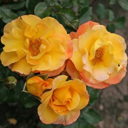 Роза Брайт Смайлз