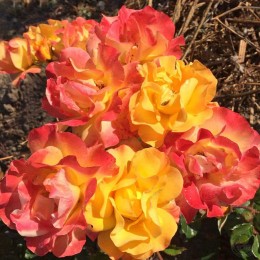 Роза Брайт Смайлз