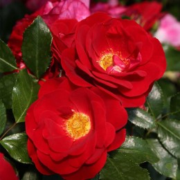 Роза Карачо