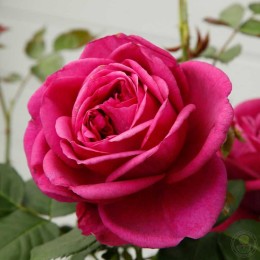 Роза Фюр Элизе