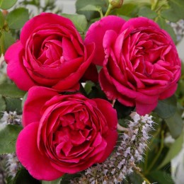 Роза Фюр Элизе