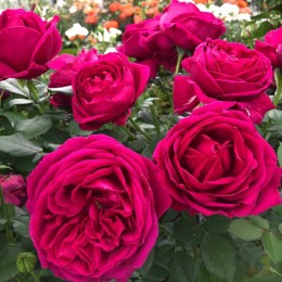 Роза Фюр Элизе