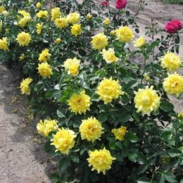 Роза Голден Леди Раффлз