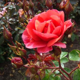 Роза Фолль Фрамбуаз