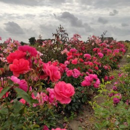 Роза Фолль Фрамбуаз