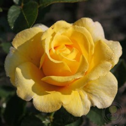 Роза Санмейд