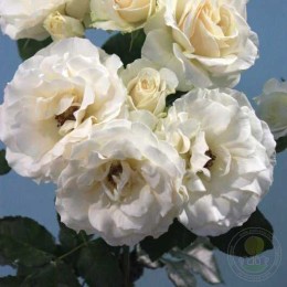 Роза Эдельвейс