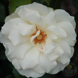 Роза Эдельвейс