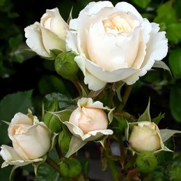 Роза Эдельвейс