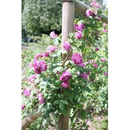 Роза Рэйн де Виолетт