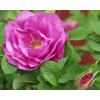Роза Чарльз Альбанель