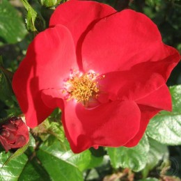 Роза Робуста