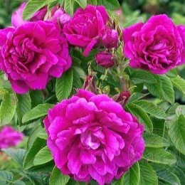 Роза ругоза Ханза