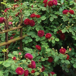 Роза Цигойнеркнаубе