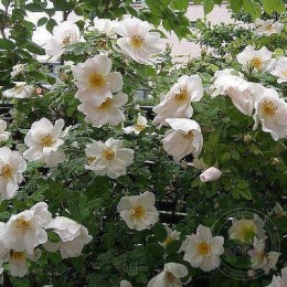 Роза Невада