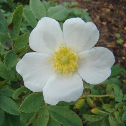 Роза Беггера