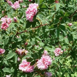 Роза коричная махровая