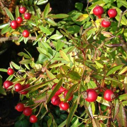 Роза блестящая