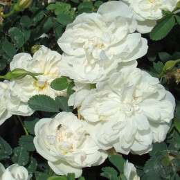 Роза бедрецеволистная Паула Вапэль