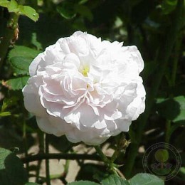 Роза Мейденс Блаш