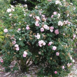 Роза Мейденс Блаш