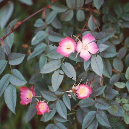 Роза сизая / Шиповник сизый